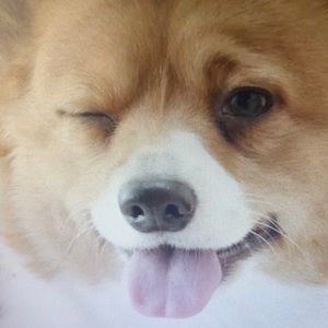 Meet your Posher, Ronan